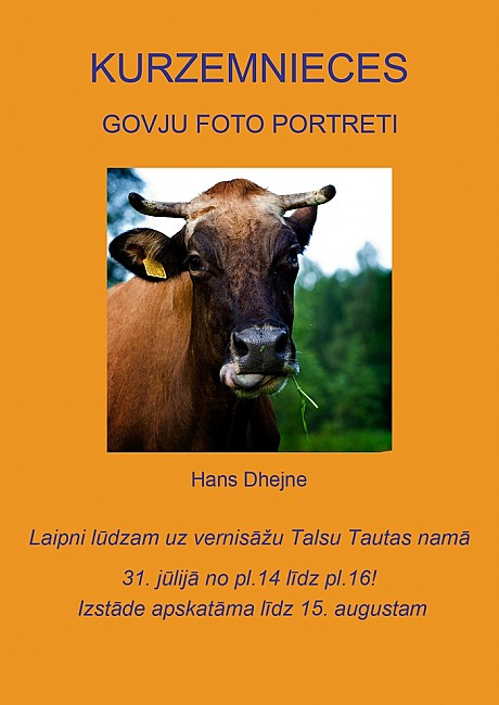 Kurzemnieces govju foto portreti