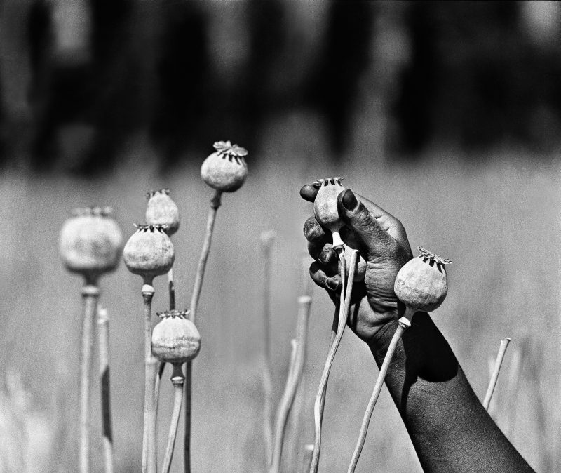 Meliha Zafera Aridžana fotogrāfiju izstāde "Opium Fields"