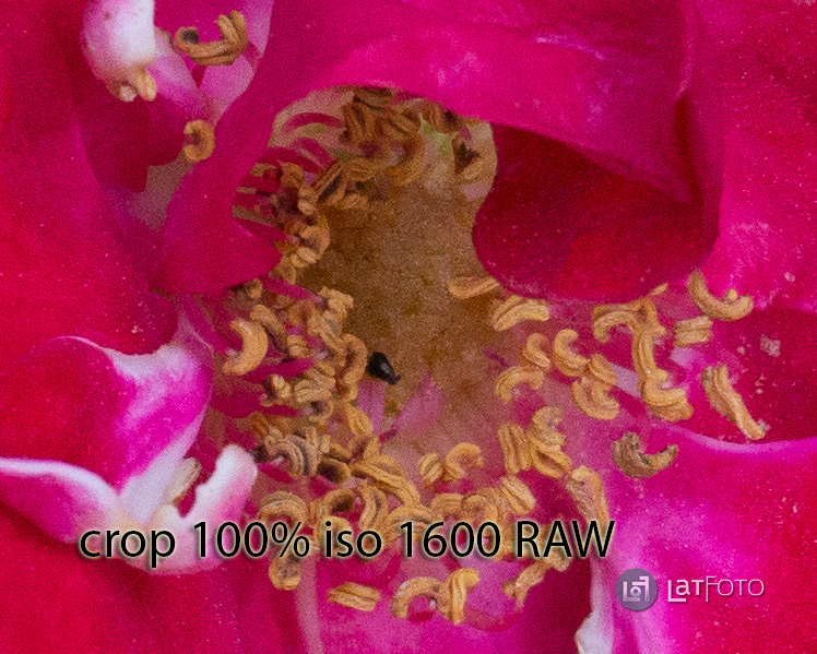 Sony NEX-6 iso 1600 raw 100% crop