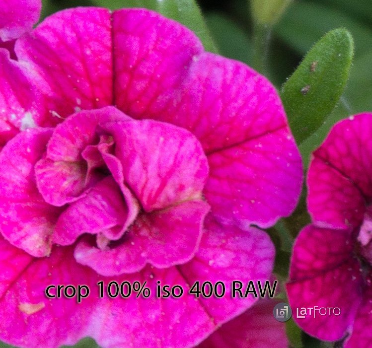 sony NEX-6 iso 400 raw 100% crop