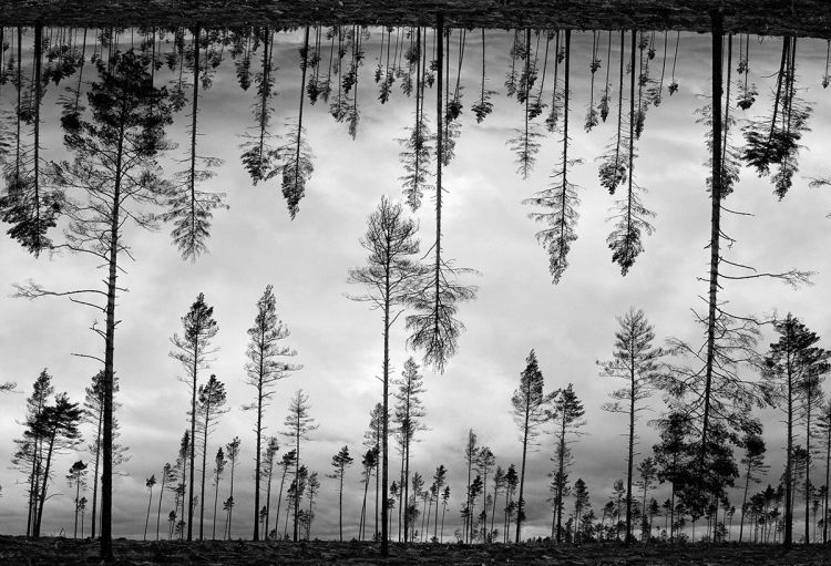 kaupo kikkas mirror forest